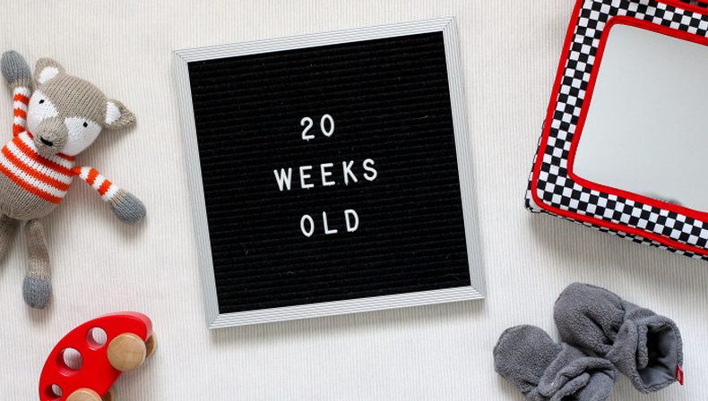 هفته بیستم نوزاد