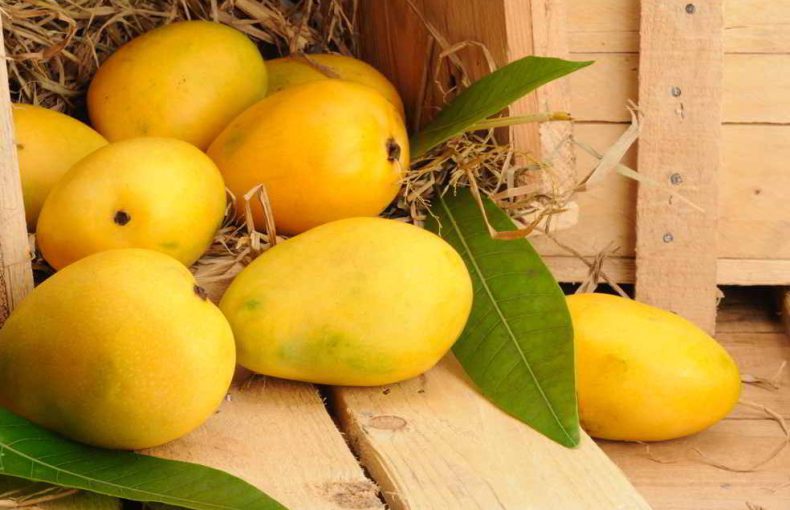 خوردن انبه در بارداری