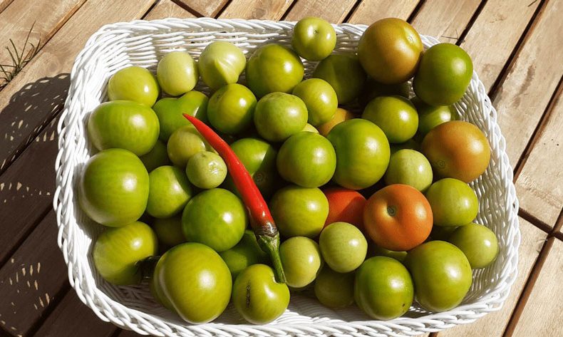 خوردن گوجه سبز در بارداری