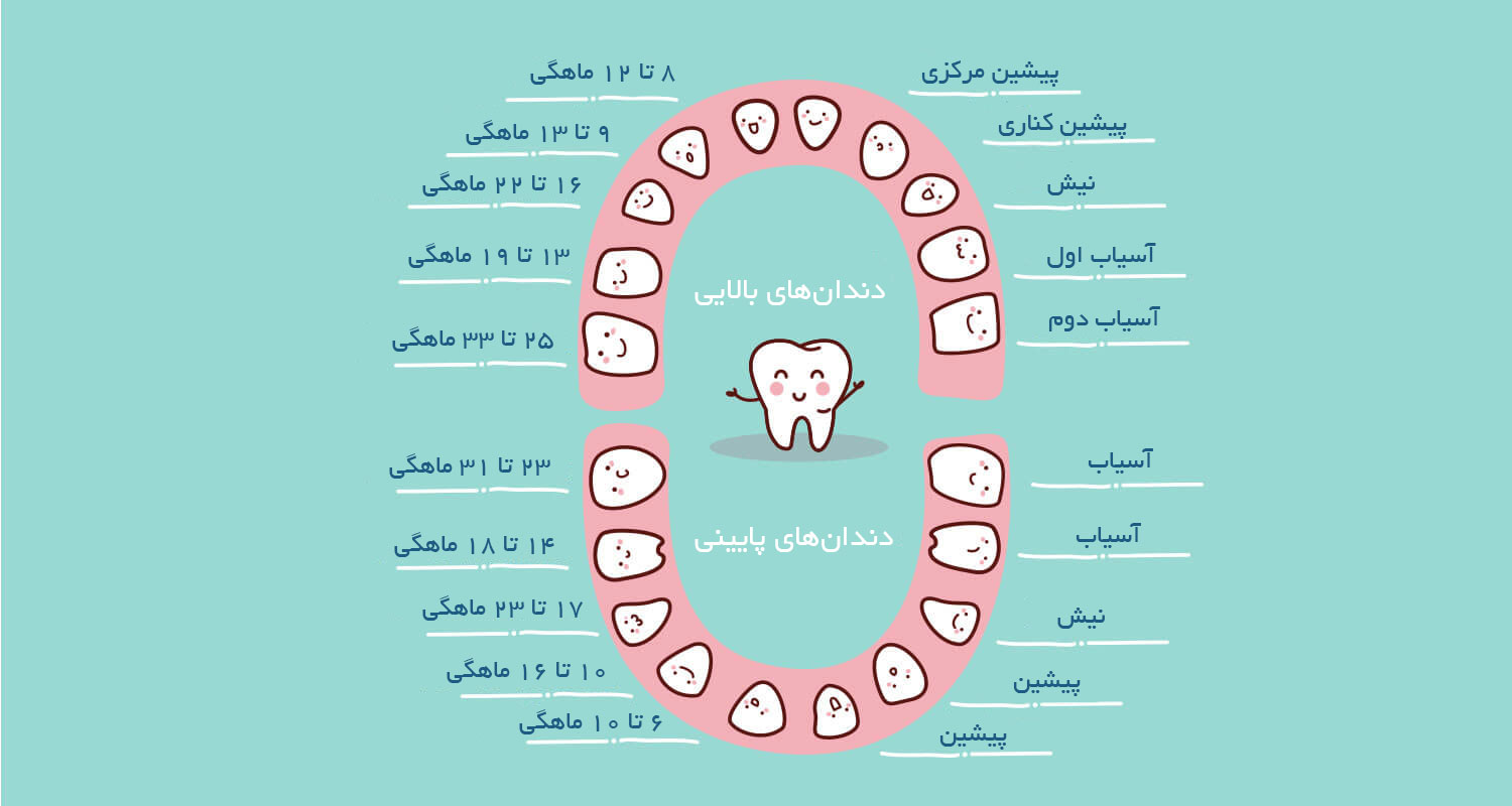 ترتیب رویش دندان های نوزاد